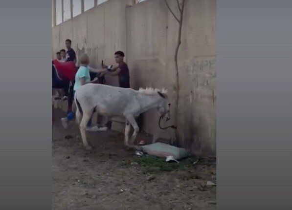 أشعلت السوشيال ميديا.. سائحة أجنبية تعتدي على شاب مصري بسبب حمار «القصة كاملة»