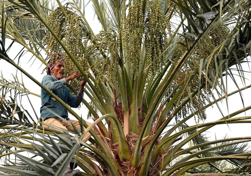 سربان النخيل يحسن جودة التمور ويرفع كفاءة الإنتاج - واس