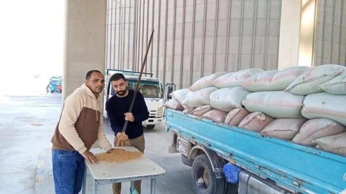 المنيا في الصدارة: توريد محصول للقمح يتجاوز 21 ألف طن مع انطلاق موسم الحصاد