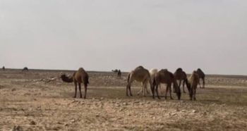 ضبط مخالف لرعيه الإبل في محمية الإمام تركي بن عبدالله