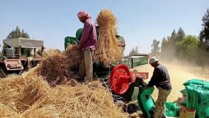 توريد 19 ألف طن قمح منذ بدء موسم الحصاد في المنوفية
