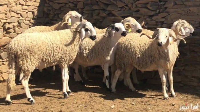 حكم شراء الأضحية بالتقسيط؟