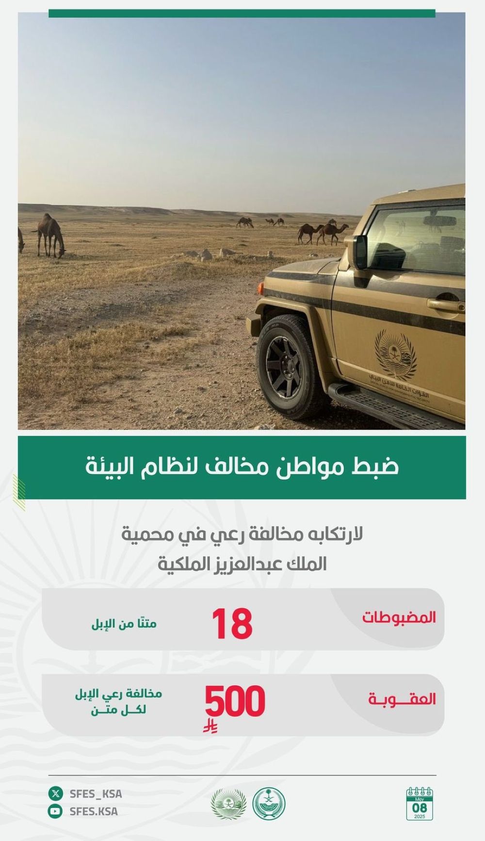 18 متنًا من الإبل.. ضبط مواطن ارتكب مخالفة بمحمية الملك عبدالعزيز - القوات الخاصة للأمن البيئي