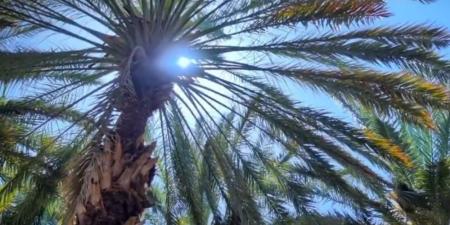 ”النخيل“ يعيد فتح باب التسجيل في برنامج شراء التمور - عرب فايف
