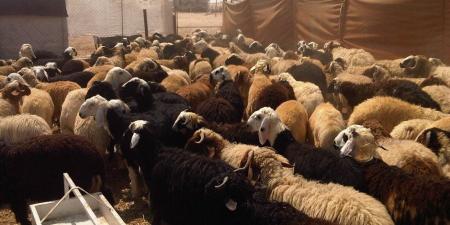 وزارة التموين تبدأ في إنشاء شوادر لطرح الخراف الحية للأضاحى 20 مايو - عرب فايف