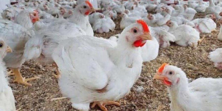 الفراخ بكام؟.. أسعار الدواجن والبيض اليوم السبت 3 مايو 2025 - عرب فايف