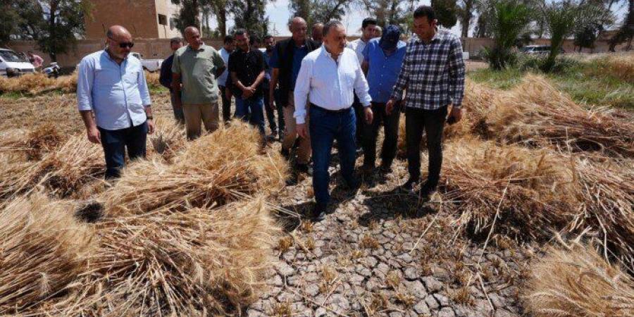 توريد أكثر من 46 ألف طن قمح بأسيوط وتيسيرات كبيرة للمزارعين لدعم الأمن الغذائي - عرب فايف