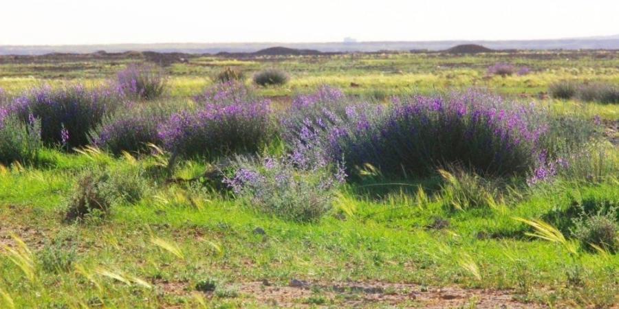 نبات العيهلان.. مقياس سلامة الغطاء النباتي بمحمية الإمام تركي بن عبدالله الملكية - عرب فايف