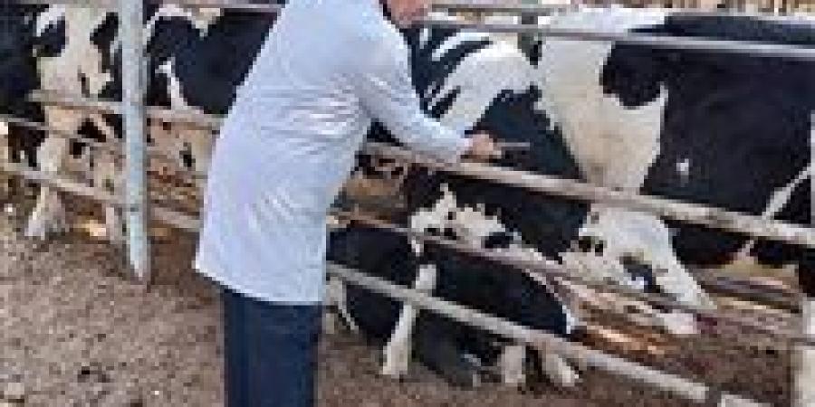 «الزراعة» تكثف جهود رصد الأمراض الوبائية الحيوانية وتحقيق التغطية الكاملة لتحصينات البروسيلا والسل - عرب فايف