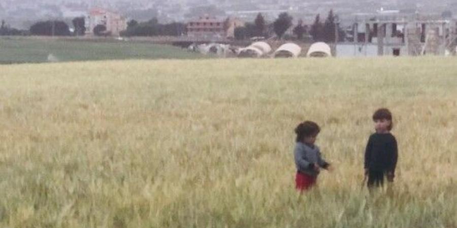 نقيب مزارعي القمح والحبوب ناشد وزير الزراعة تأمين الادوية الخاصة بحشرة السونا - عرب فايف