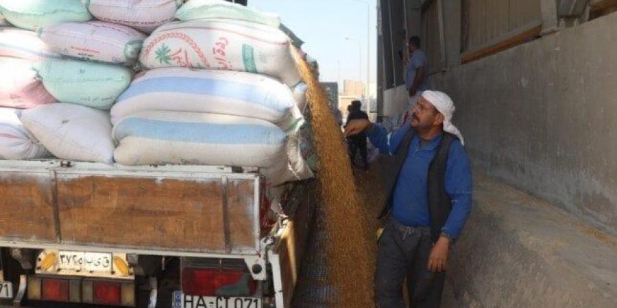 «الذهب الأصفر» يتدفق: شون وصوامع بني سويف تستقبل أكثر من 113 ألف طن من القمح - عرب فايف