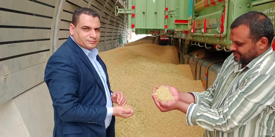 الجيزة تستلم ٦٦ ألف طن قمح بمراكز التوريد والتخزين - عرب فايف