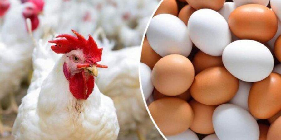 الفراخ البيضاء بكام؟.. أسعار الدواجن والبيض اليوم السبت 10 مايو 2025 - عرب فايف