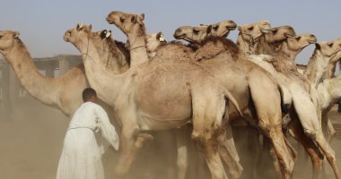 انتعاش حركة سوق الجمال في دراو بأسوان قبيل عيد الأضحى