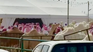 إجراءات حاسمة ضد مزادات الإبل غير المرخصة في الرياض وتحذيرات من المخالفات