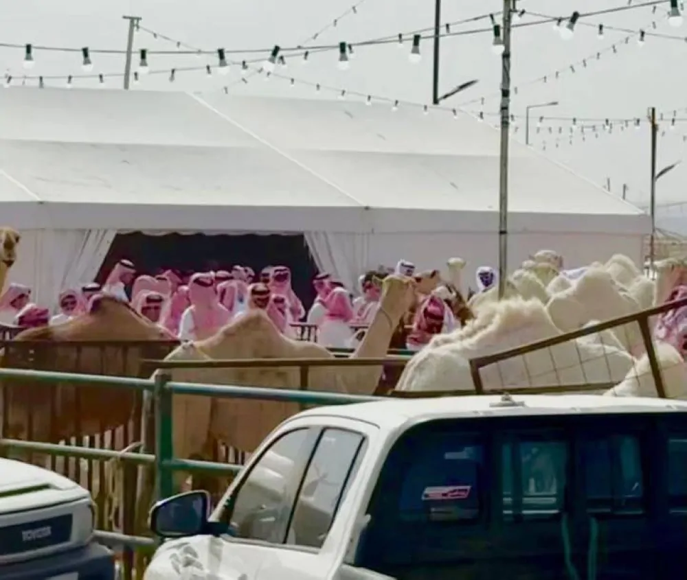 إجراءات حاسمة ضد مزادات الإبل غير المرخصة في الرياض وتحذيرات من المخالفات