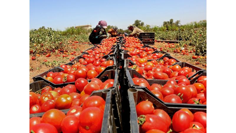 استئناف صادرات الطماطم إلى السوق السعودية بعد فترة غياب