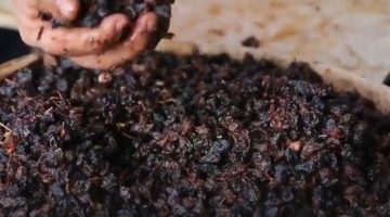 توسيع إنتاج الزبيب دعم اقتصادي وتقليل الفاقد الزراعي في المنوفية