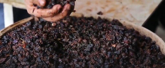 توسيع إنتاج الزبيب: دعم اقتصادي وتقليل الفاقد الزراعي في المنوفية
