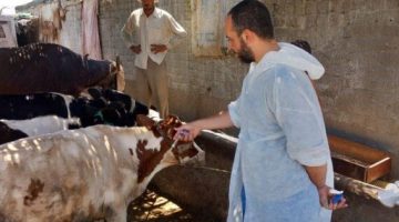 حملة تطعيم فعالة ضد الحمى القلاعية الجديدة في بورسعيد