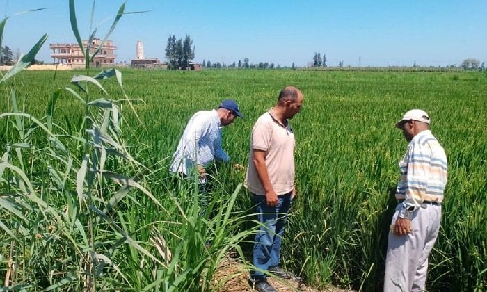 كفر الشيخ: متابعة حثيثة لزراعات القطن والأرز والذرة ومجهودات مكثّفة في مكافحة الآفات