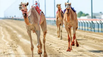 سباقات الهجن السعودية: تألق استثنائي في مهرجان ولي العهد بـ45 شوطًا