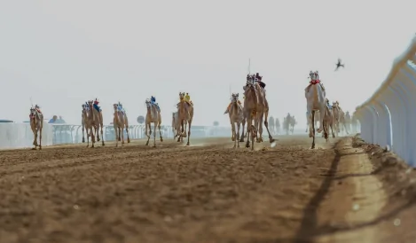 الهجن السعودية تبرز تميزها بحصولها على 30 انتصارًا في مهرجان ولي العهد.