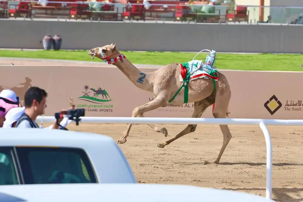 نجاح سعودي: عجيب يقود الفريق نحو لقب ولي العهد ويحقق 4.4 مليون ريال لللقايا