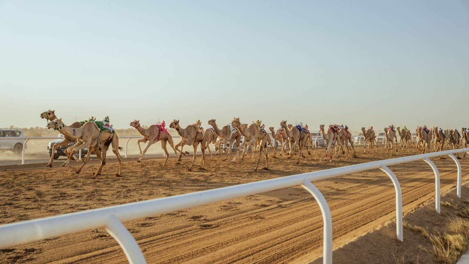 الهجن السعودية تتربع على عرش الفخر في مهرجان ولي العهد بـ 30 انتصارًا