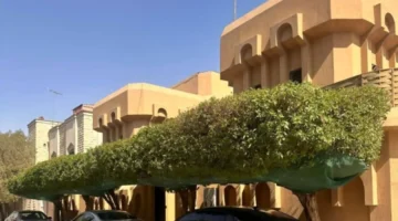 مبادرة التشجير: درع طبيعي ضد حرارة الصيف