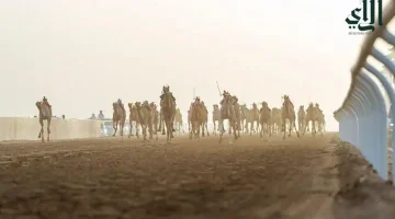 الإبل السعودية تتألق في مهرجان ولي العهد بـ 45 منافسة