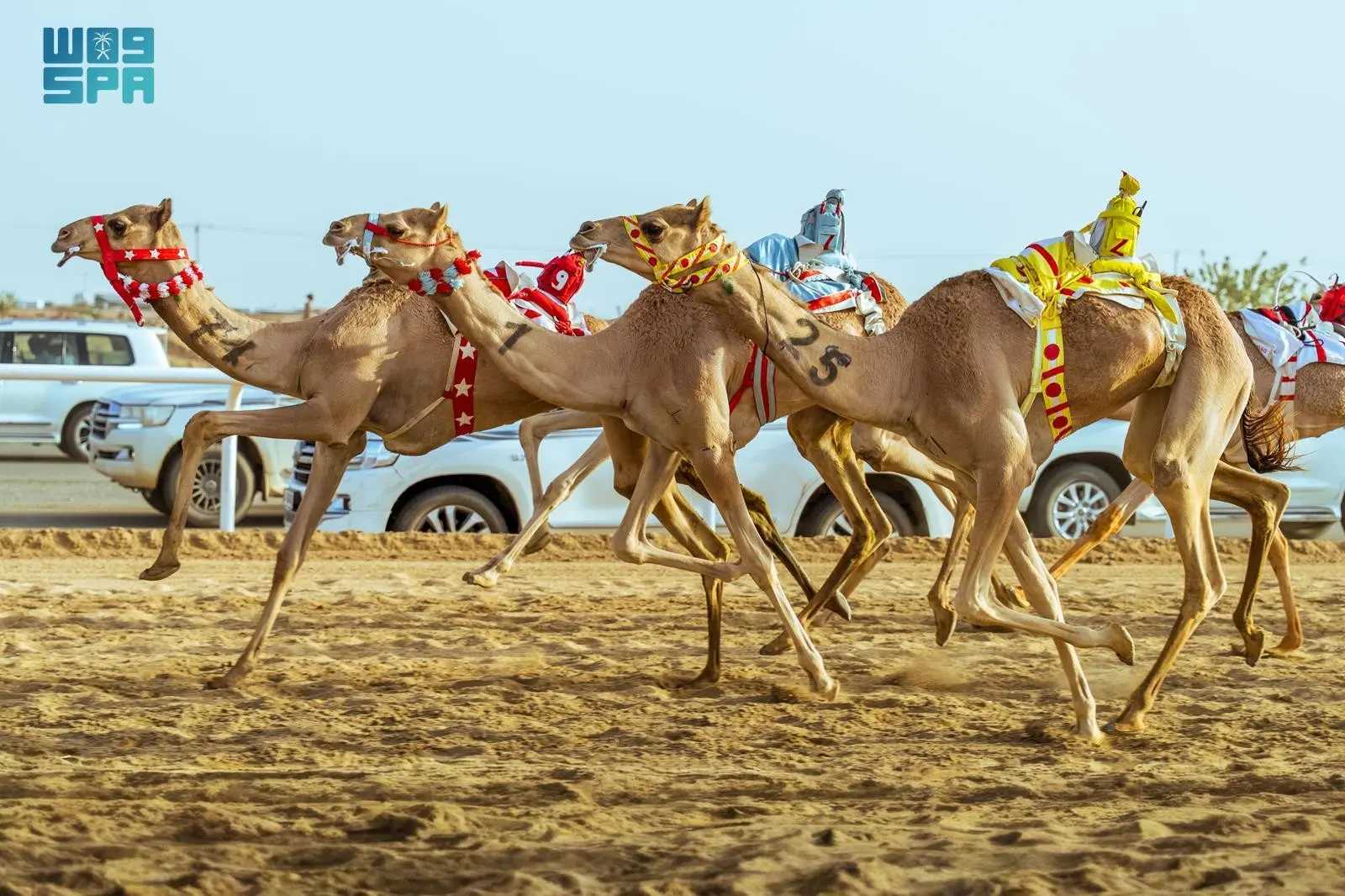 الهجن السعودية تتربع على القمة في انطلاقة مهرجان السباقات