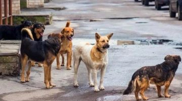 تهديد الكلاب الضالة: الأهالي في إدفو والعقاد والمحمودية بأسوان يعيشون تحت الخطر