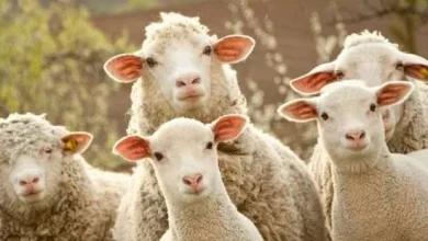 أسعار الأضاحي 2026 العجول البقري تبدأ من 200 جنيه مع اقتراب عيد الأضحى المبارك