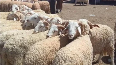 أسعار الأضاحي 2026 شروطها وكيفية توزيعها بشكل واضح ومفصل لجميع المواطنين