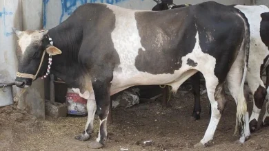 أسعار الأضاحي 2026 في مصر وتفاصيل موعد أول أيام عيد الأضحى وكيفية الاستعداد له