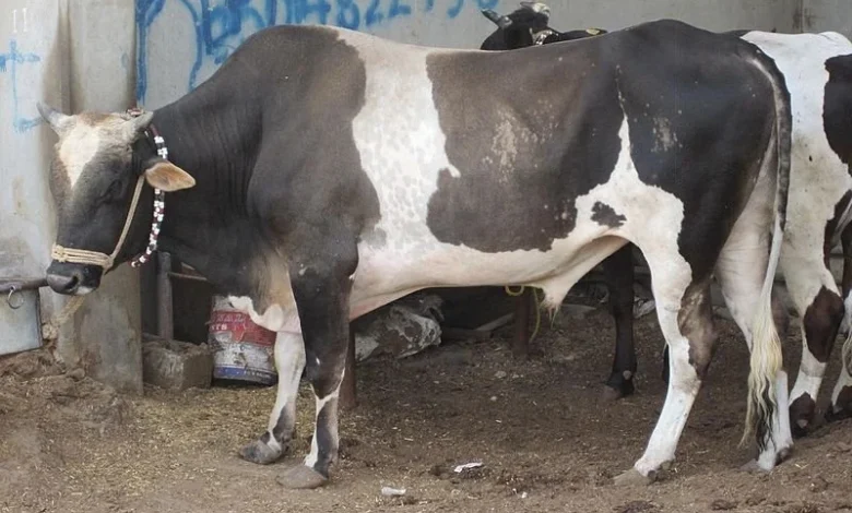 أسعار الأضاحي 2026 في مصر وتفاصيل موعد أول أيام عيد الأضحى وكيفية الاستعداد له