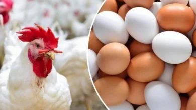 أسعار الدواجن والبيض اليوم الأربعاء 29 أبريل 2026 الفراخ البيضاء بكام في الأسواق المحلية