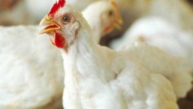 أسعار الفراخ والبيض اليوم الثلاثاء 28 أبريل 2026 وتحديثات السوق المحلية وأهم المؤشرات الاقتصادية