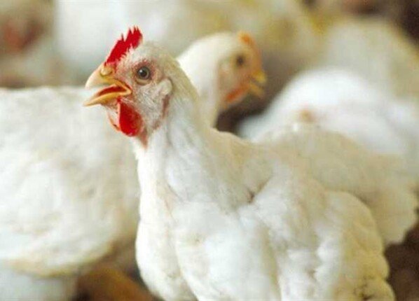 أسعار الفراخ والبيض اليوم الثلاثاء 28 أبريل 2026 وتحديثات السوق المحلية وأهم المؤشرات الاقتصادية