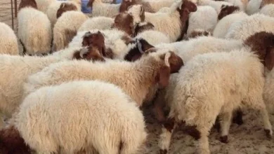 احجز أضحيتك الآن تعرف على قائمة أسعار الأضاحي 2026 في ثلاث جمعيات مميزة