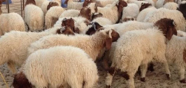 احجز أضحيتك الآن تعرف على قائمة أسعار الأضاحي 2026 في ثلاث جمعيات مميزة