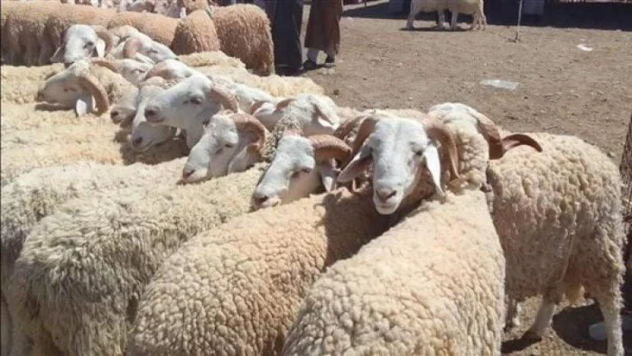 العيد الكبير على الأبواب تعرف على أحدث أسعار الأضاحي لعام 2026 وأبرز التوجهات الرئيسية – مشاهير