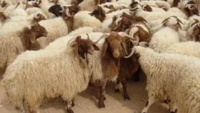 قبل العيد الكبير تعرف على قائمة أسعار الأضاحي اليوم الثلاثاء 28 أبريل 2026 وأهم التطورات في سوق الأضاحي