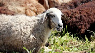 قبل عيد الأضحى 2026 أسعار العجول اليوم الثلاثاء 28 أبريل 2026 قائمة الأسعار والتحديثات المهمة