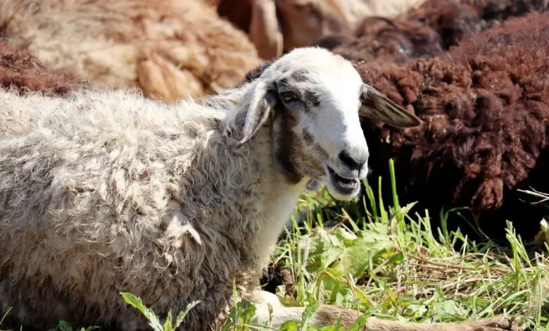 قبل عيد الأضحى 2026 أسعار العجول اليوم الثلاثاء 28 أبريل 2026 قائمة الأسعار والتحديثات المهمة