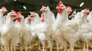 كام الفراخ النهاردة مفاجأة جديدة في أسعار الدواجن اليوم الجمعة 24 أبريل 2026 وأثرها على السوق المحلي
