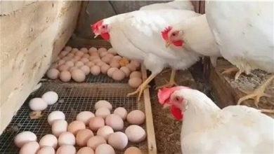 كام الفراخ النهاردة مفاجأة جديدة في أسعار الدواجن اليوم الخميس 30 أبريل 2026 وأثرها على السوق المحلي