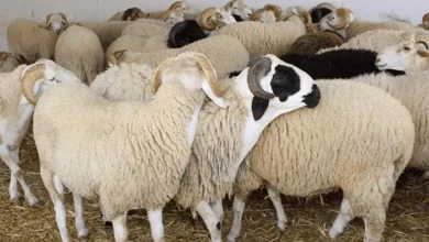 كم أسعار الأضاحي 2026 في الأسواق اليوم وأبرز التغيرات في أسعار الأضاحي لهذا العام