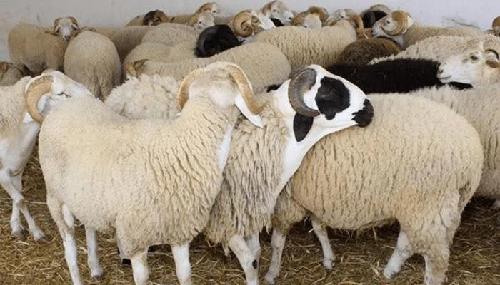 كم أسعار الأضاحي 2026 في الأسواق اليوم وأبرز التغيرات في أسعار الأضاحي لهذا العام